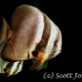 batfish_longfin_jk_h_0705_png0657.jpg